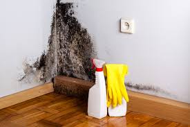 Best Mold Remediation for Healthcare Facilities  in Princeton, KY